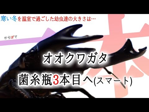 [Giant Stag Beetle] Larvae raised in a greenhouse over the cold winter! How much will they weigh ...