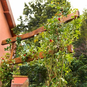 38K views · 51 reactions | Creating a Magical Rose Garden with a Beautiful Torii Gate  | 5-Minute Crafts Family | Facebook