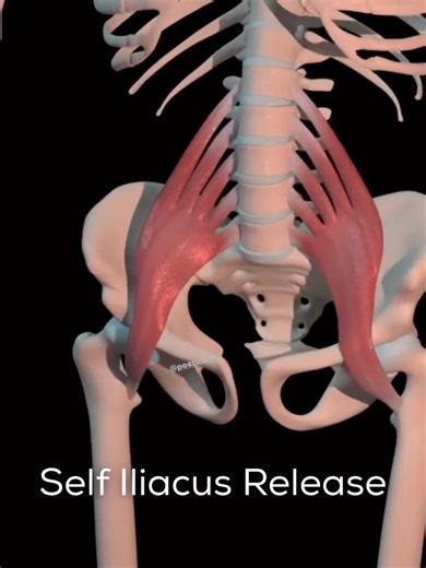 Do you have low back or hip pain? Radiating pain going down the side of your legs? It might be due to a tight iliacus muscle. Releasing your iliacus muscle will help you find A TON of relief. The iliacus muscle is one of your deep pelvic muscles and often contributes to a lot of your hip pain because it attaches at the iliac crest. It can be tricky to palpate and release in a safe way. The QL claw makes it a lot easier and safer. Releasing your iliacus muscle can: - Increase hip and pelvic mobil