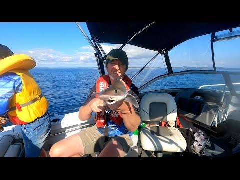 Waterhouse Island Gummy Shark and Big Flathead Fishing Tasmania 05.05.2024