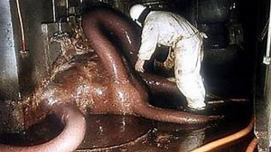 Terrifying Animal Mutations From Chernobyl Caught On Camera #chernobyl #mutation | Most Amazing Top 10