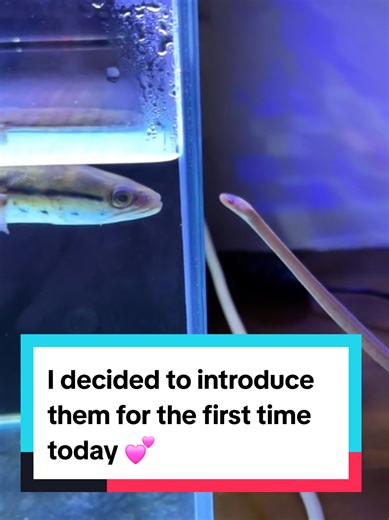 Introducing Two Cute Pets for the First Time