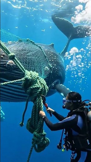 Releasing a GIANT Whale from Net 🐋😱 Emotiona Moment#WhaleRescue #SaveTheOcean #MarineLife #OceanL