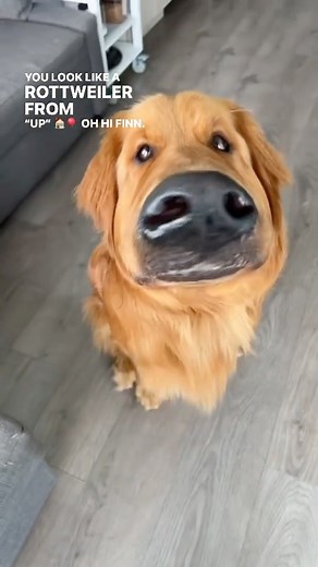 4K views · 263 reactions | Looking like the dogs from Pixar's UP  #cutedogs #doglover #dogfamily #thisgirlemma #reelsfb #dogreels | This Girl Emma | Facebook