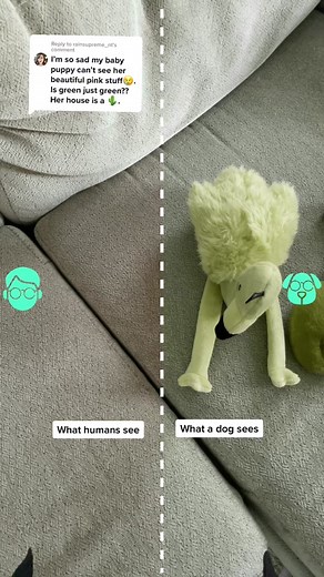 How Dogs See Color: Exploring Color Vision in Pets