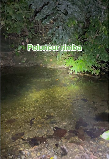 Penampakan Buaya Jauh dari Habitat Asalnya