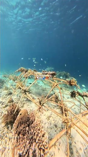 Building Ocean Resistance: Community & Policy Strategies #OceanConservation #ClimateAction