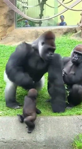 Gorilla dad and baby play in front of mom 🦍