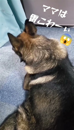 しれっと側に来てくれる優しいカイちゃん#germanshepherd#雷雨#大型犬