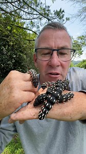 Aliens do exist! 🐛 #Conservation #endangeredanimals #animalworld | Ivan Carter