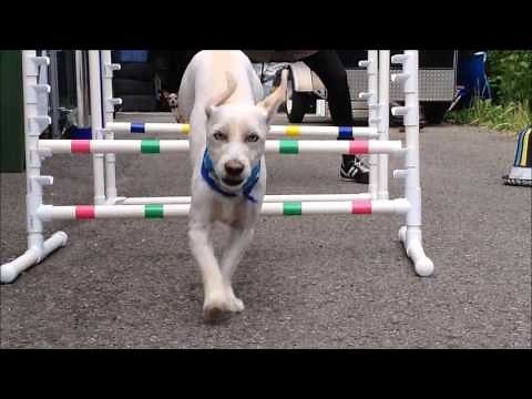 chiens sauts d'obstacles