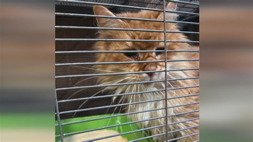 Dozens of cats rescued from West Islip home after anonymous tip