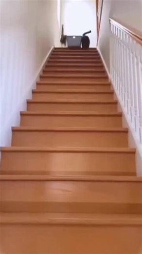 Funny Cat Moments That Will Make You Smile