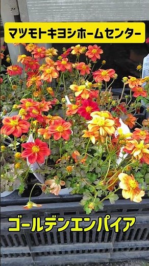 Gardening Part 2: Going to Matsumoto Kiyoshi Home Center to buy seedlings that arrived in May