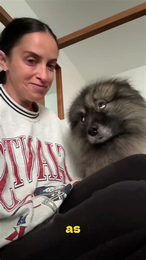 Top 4 Dog Breeds for When You Feel Lonely 🐶❤️ #shorts #puppy #dog #petshorts #animalfacts #pets