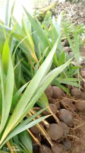 Dwarf Hybrid coconut seedlings Start your 2026 planning for the future The best time to plant is now #farmritewithYinka | Farmvilla Resource Centre | Facebook