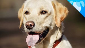 Look What we JUST Discovered about Labrador Retrievers!