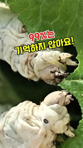 뽕나무 누에 #뽕잎 #누에 #비단 #오디 #뽕나무 #혈당관리 #항산화 #건강차 #자연식품 #약초 #건강정보