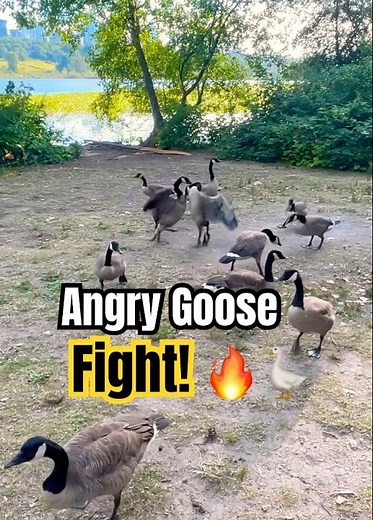 Angry Goose Fight! 🔥🪿 Crazy Canada Geese Battle