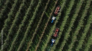 Apple orchard harvest time. Apple Picking Season At The Farm. Farmers and harvesters on a tractor with a trailer collect fruit from trees. Food agro industry