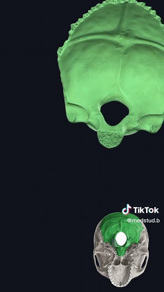 Hueso Occipital: Anatomía y Funciones Esenciales