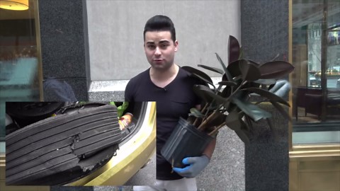 Planting trees in NYC streets social experiment