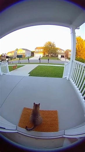 Marching Mailboxes Surprise Porch Guests — Pets Bolt! #pets #comedy #doorcam