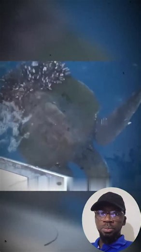 Unbelievable Sea Turtle Rescue | Petsux