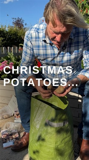 How to Grow Potatoes for Christmas Dinner #christmas #gardening