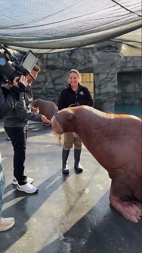 Feeding Aku the Walrus at the Indianapolis Zoo