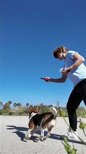 Frisbee Training for Beagles: Catch, Retrieve & Brain Training! #beaglesofyoutube #beagle