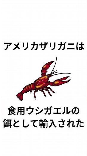 ザリガニの雑学 #雑学 #雑学豆知識 #トリビア #動物 #動物雑学 #ザリガニ #節足動物 #甲殻類