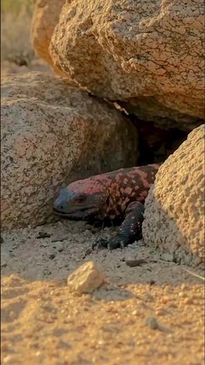 Gila Monster: The Slow but Deadly Predator 🦎
