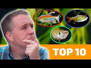 Do you have naturally hard water? Then you'll have a ton of success with these community fish! #AquariumCoop | Aquarium Co-Op