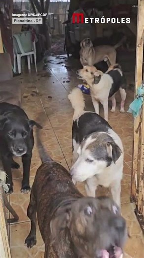PCDF resgata 14 cães em situação de abandono