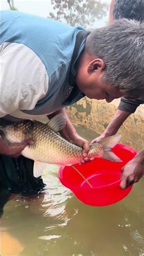 Amazing Mrigel Fish Breeding System #shorts