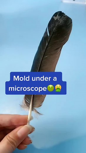 #microscope #micro #gesturecapture #thatsinteresting #scienceexperiment #learningisfun #macrobeauty #sciencefac #closeupaesthetic #colorcustomizer #ew