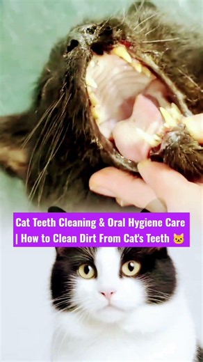 Cat Teeth Cleaning & Oral Hygiene Care | How to Clean Dirt From Cat's Teeth 🐱