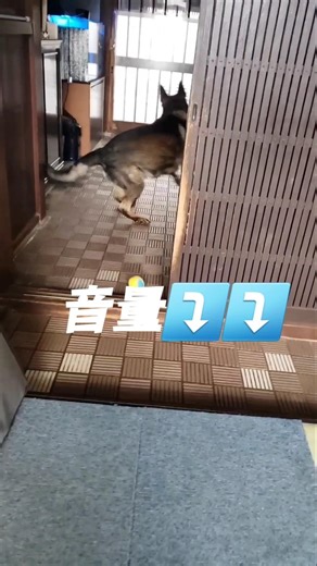 竜巻旋風脚で吠えまくるカイちゃん【音量注意⚠️】#ジャーマンシェパード#吠える#怖い