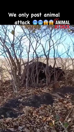 1.6K views · 15 reactions |  Follow AnimalsAttack for more insane wildlife moments Would you survive this? #animalattack #wildlifeencounters #dangerousanimals #natureisbrutal #predators #wildlifephotography #scarymoments #closecall #naturelovers #junglelife #survivalmode #wildanimals #AnimalAttack #Wildlife #NatureUncensored #PredatorVsPrey #ViralVideo #ShockingClips #WildEncounters #FightForSurvival#crazyfootage | AnimalsAttack | Facebook