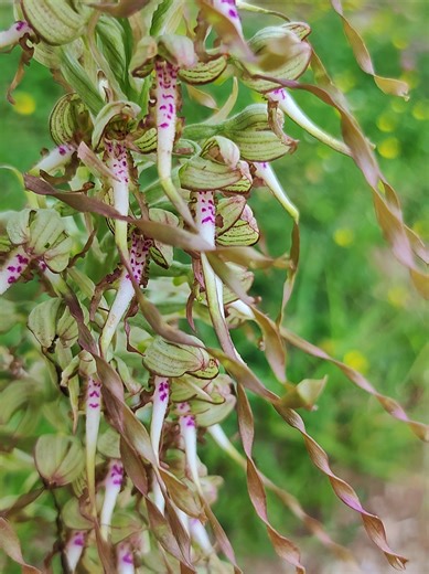 Himantoglossum hircinum (Orchidée bouc)🐐 #orchis #plantes #rare #jardin #orchidee