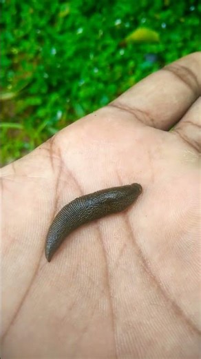 leech insect in my hand suck my blood #insects #ladybug #nature #trending #shorts
