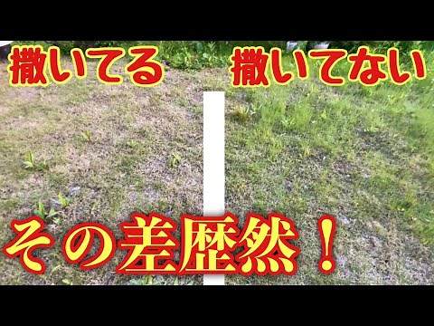 リアルな散布後👀芝生の状態‼️【芝生用除草剤（シバゲン）】楽な芝管理