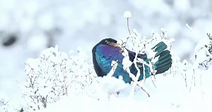 male Chinese Monal (绿尾虹雉,Lophophorus lhuysii), in western Sichuan province. An inhabitant of rocky highland meadows, it is under top-class state protection in #China. ❤杨姐江苏常州 ❤❤❤ #Chinese #nature #birds #wildlife #travel #peace #beauty #beautiful #love | Lin hillside