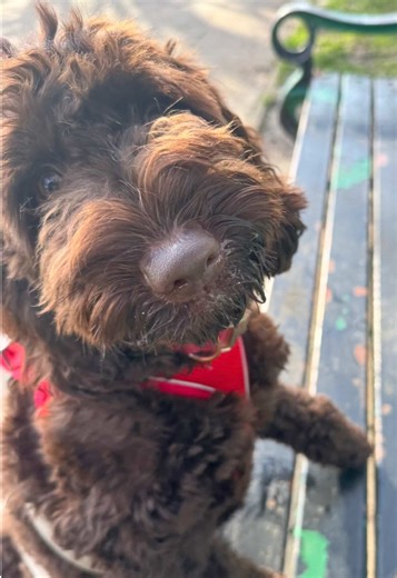 Betsy ❤️🐾 what a little cutie she had a lovely walk today and is growing in confidence #dogwalkers #dogwalkinglife #happydogs #cockerpoo #puppydog