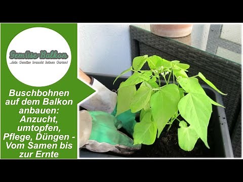Buschbohnen 🥒 auf dem Balkon anbauen: Anzucht 🌱, umtopfen, Pflege ❤️, Düngen vom Samen bis zur Ernte