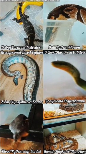 Varanus Salvator Ball Gonyosoma Ptyas Mucosa Ular Piton Brongersmai Blood Python Exotic Home Pets