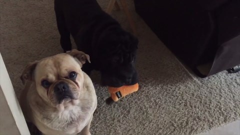 Grumpiest Dogs