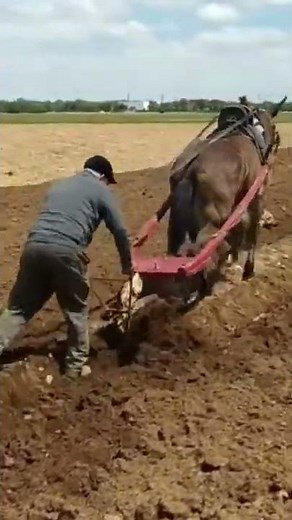Arado de vertedera con mula