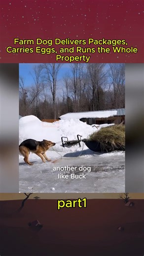 Farm Dog’s Incredible Skills: Delivering Packages and More